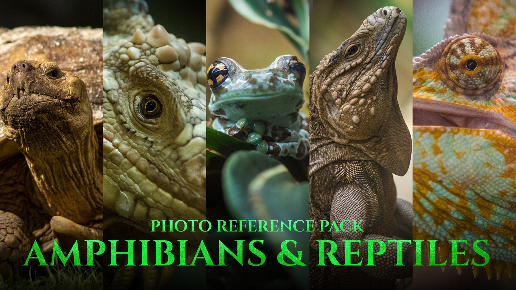 Amphibians & Reptiles vol.1 - Reference Photo Pack For Artists 197 JPEGs