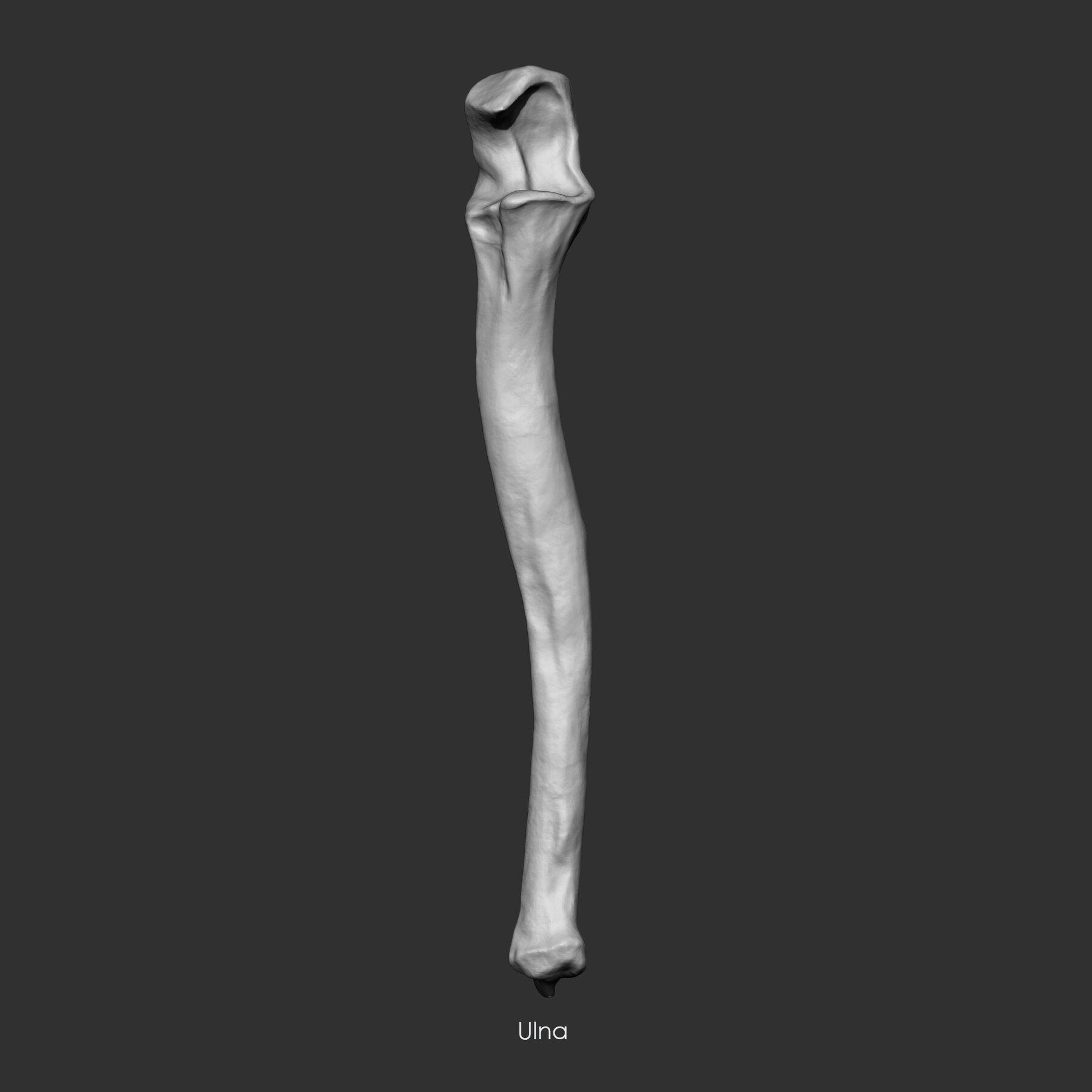 (Skeleton) Human Bones Collection IMM\Stl\Obj Brush Pack 26 in One