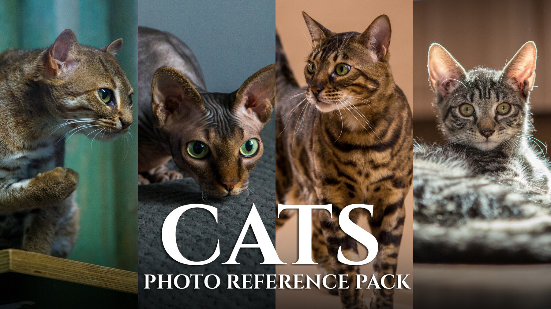 Cats-Photo Reference Pack For Artists 421 JPEGs