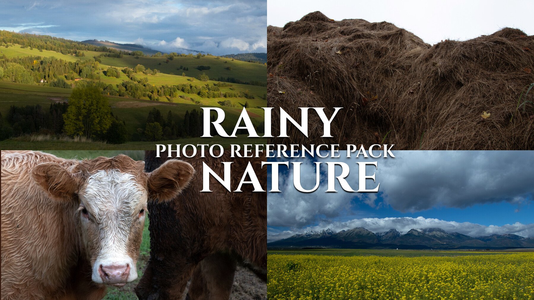 Rainy Nature - Photo Reference Pack For Artists 180 JPEGs