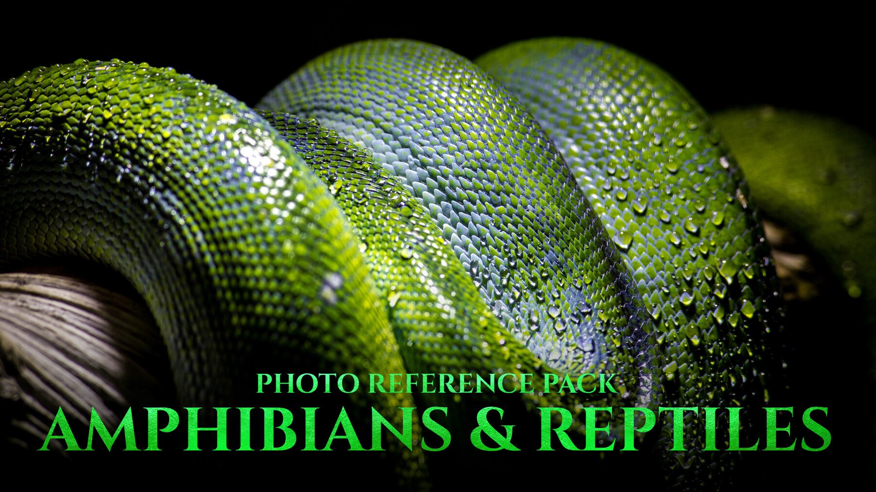 Amphibians & Reptiles vol.1 - Reference Photo Pack For Artists 197 JPEGs