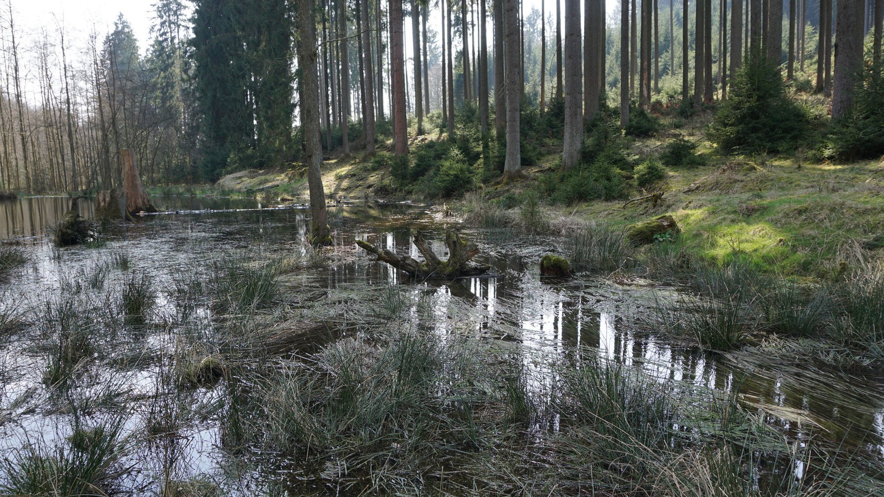 Secluded Pond - 75+ Reference pictures