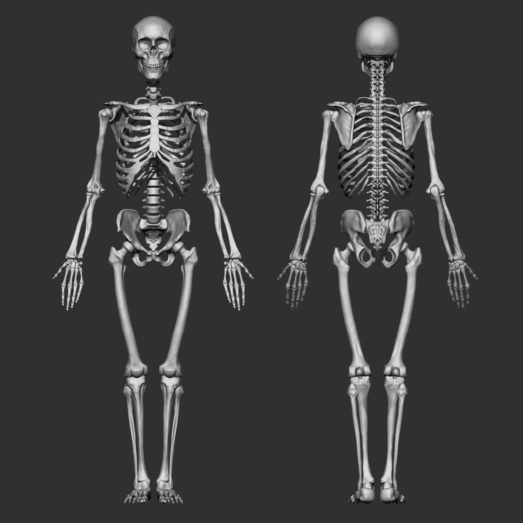 (Skeleton) Human Bones Collection IMM\Stl\Obj Brush Pack 26 in One