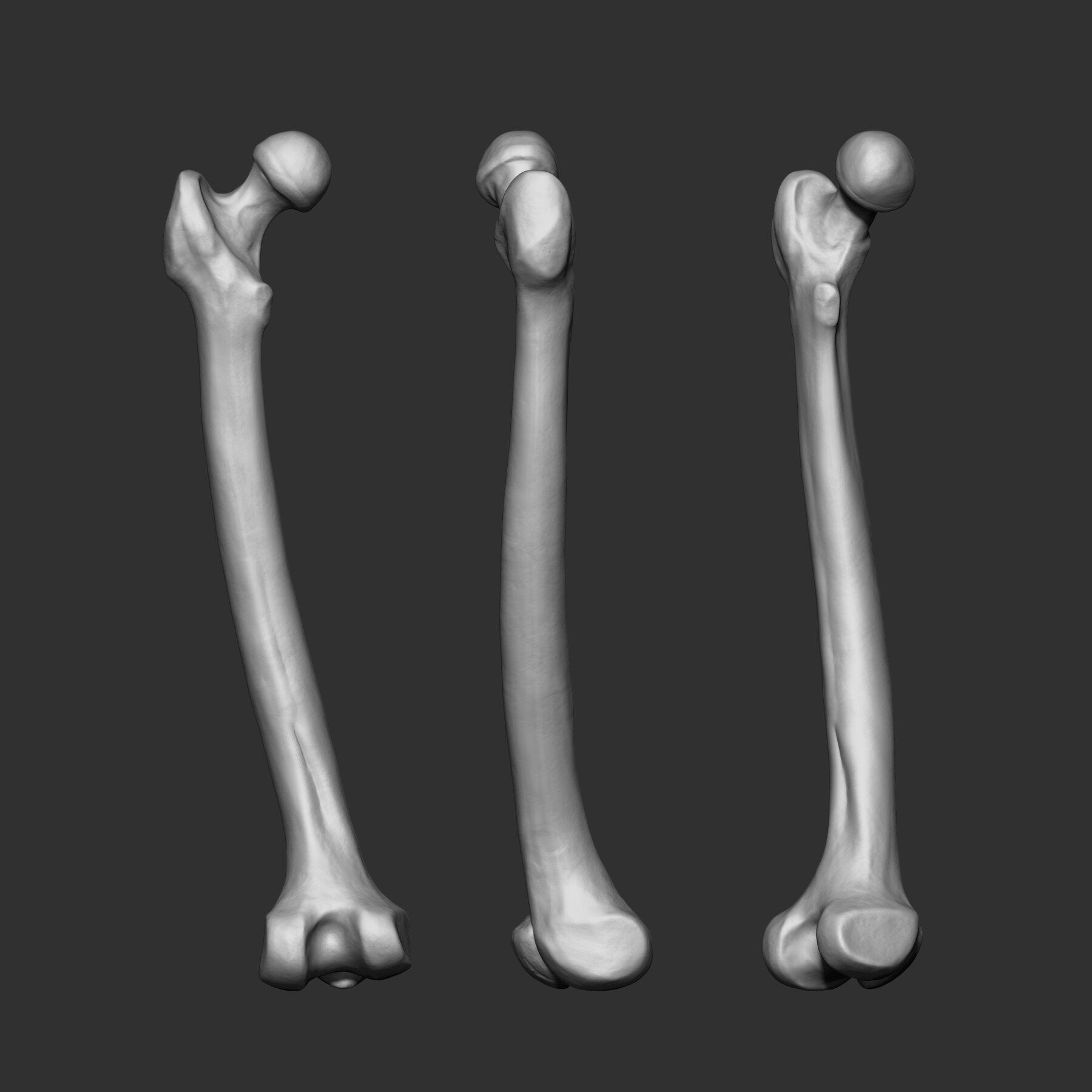 (Skeleton) Human Bones Collection IMM\Stl\Obj Brush Pack 26 in One