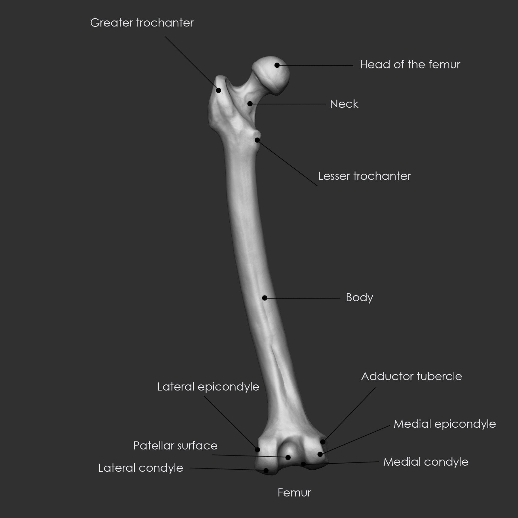 (Skeleton) Human Bones Collection IMM\Stl\Obj Brush Pack 26 in One