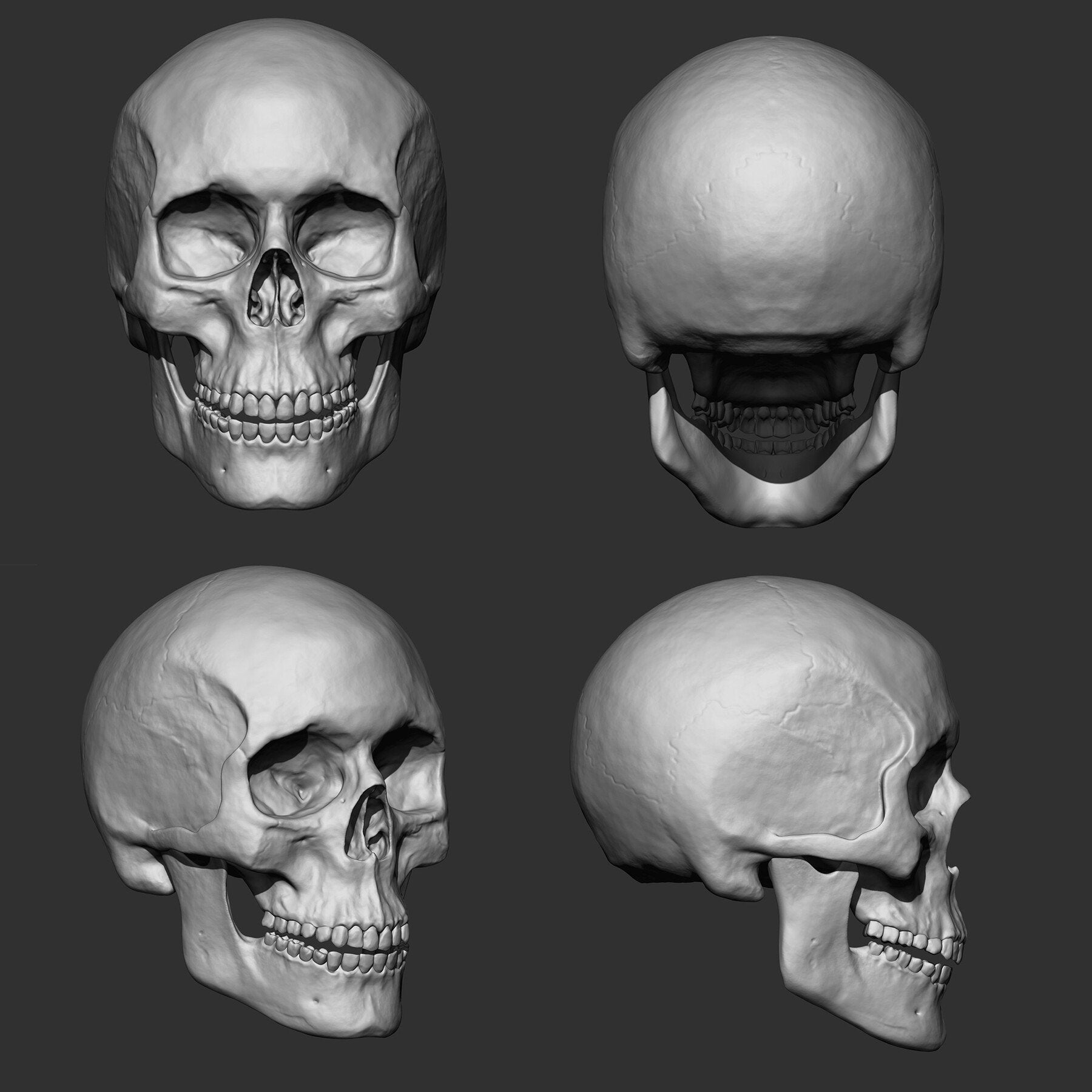 (Skeleton) Human Bones Collection IMM\Stl\Obj Brush Pack 26 in One