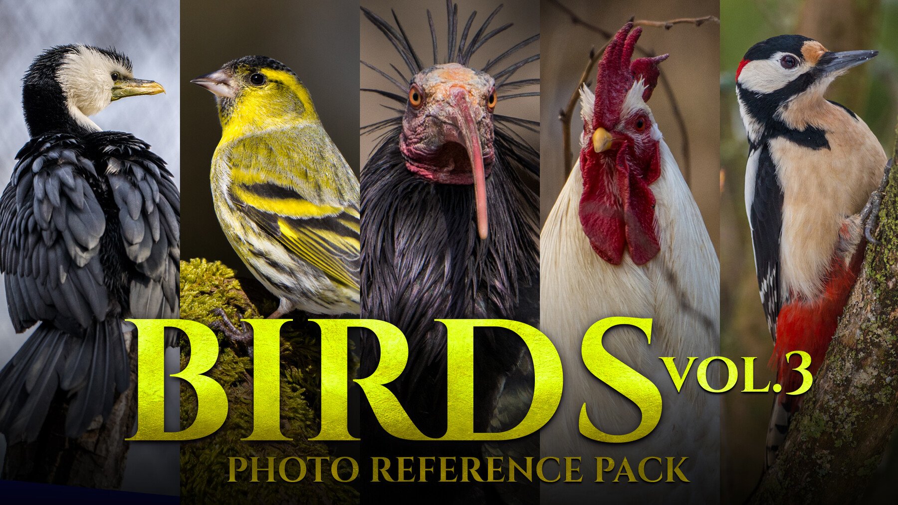 Birds Vol.3 - Reference Photo Pack For Artists 469 JPEGs