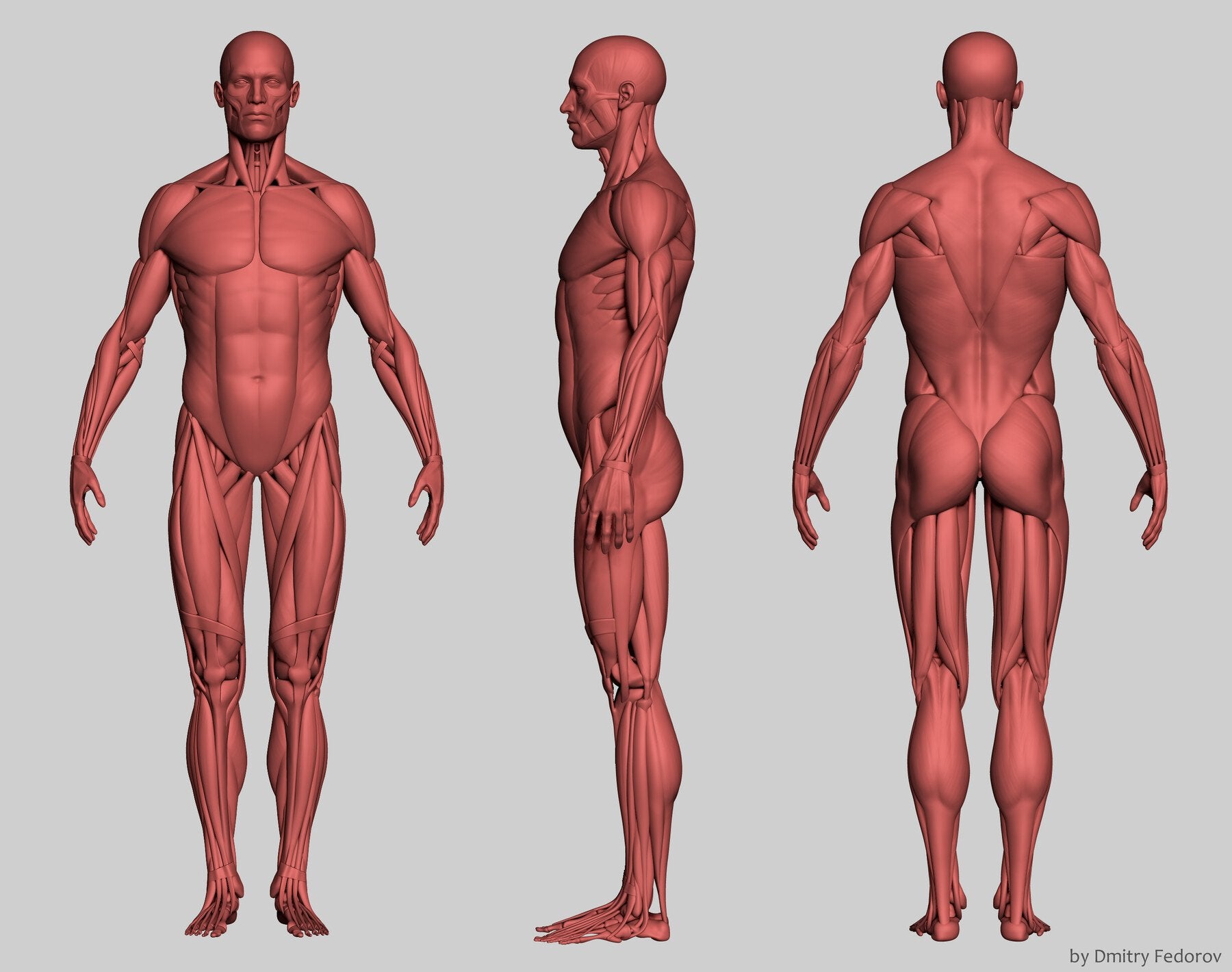 Anatomy male ecorche