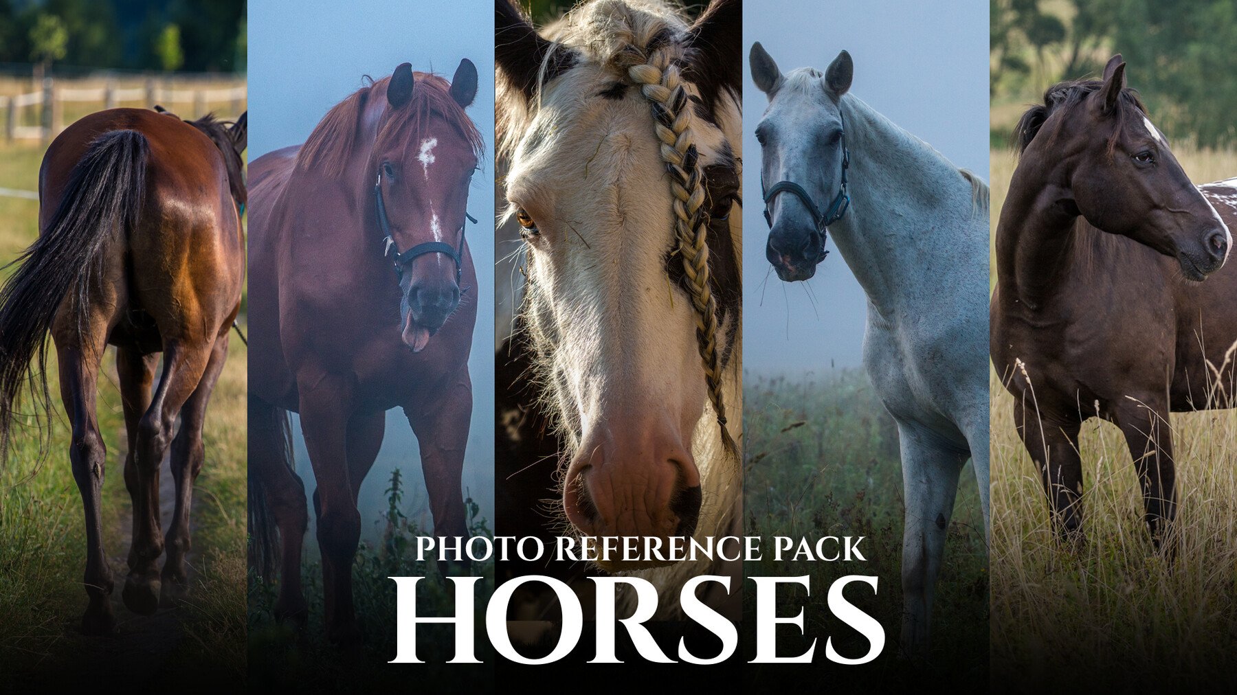 Horses - Reference Photo Pack For Artists 397 JPEGs