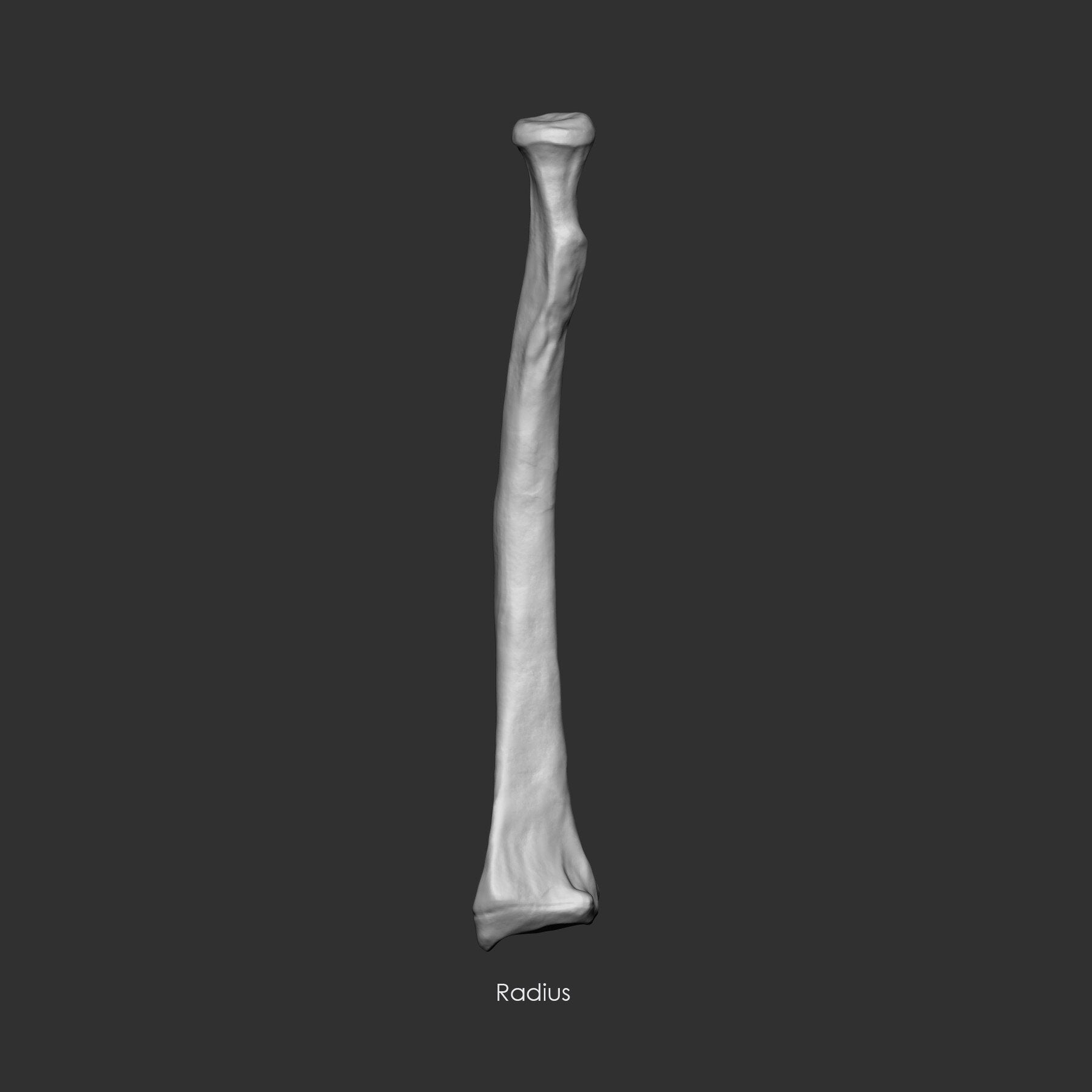 (Skeleton) Human Bones Collection IMM\Stl\Obj Brush Pack 26 in One