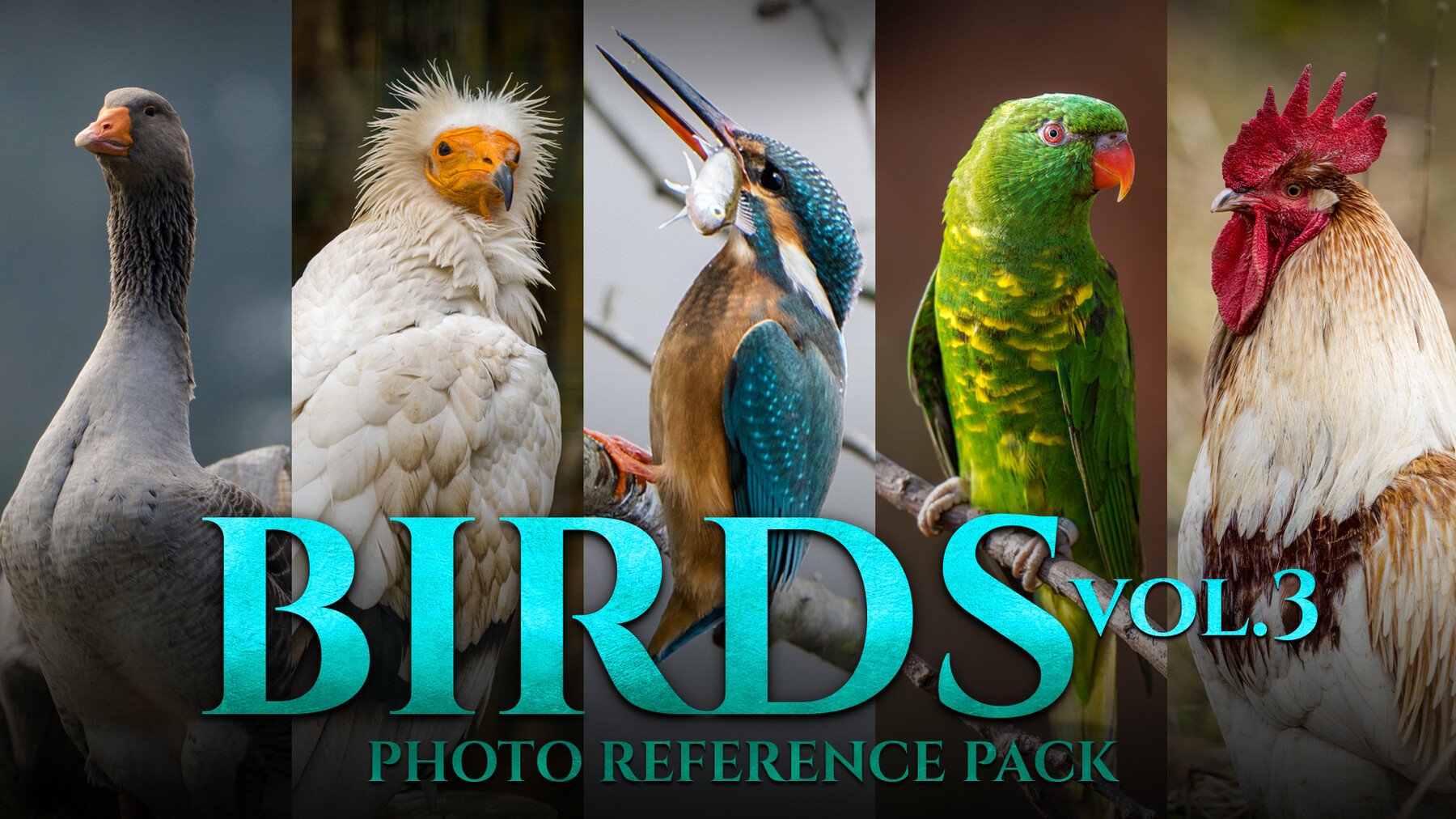 Birds Vol.3 - Reference Photo Pack For Artists 469 JPEGs