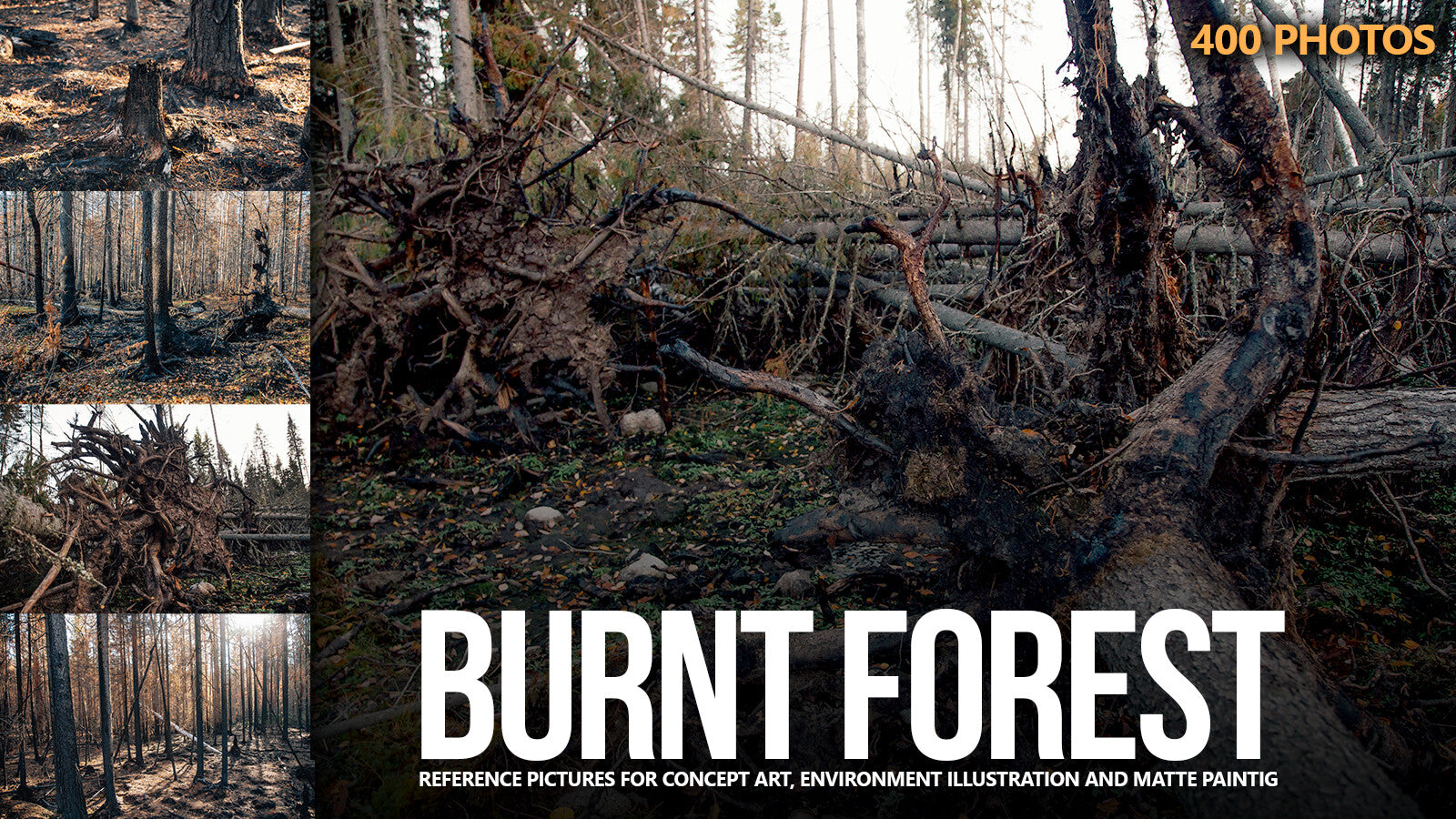 400 Burnt Forest Reference Pictures