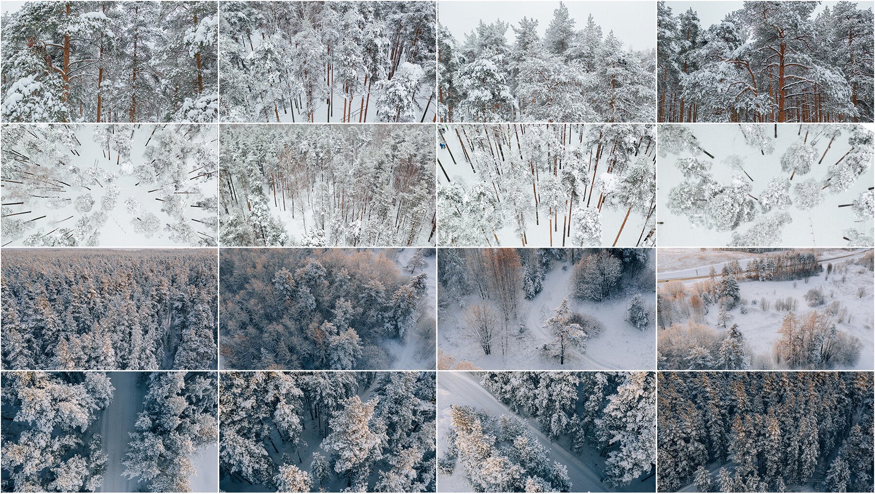 560+ Winter Forest Reference Pictures