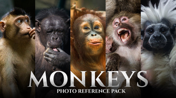 Monkeys vol.1 - Photo Reference Pack For Artists 159 JPEGs