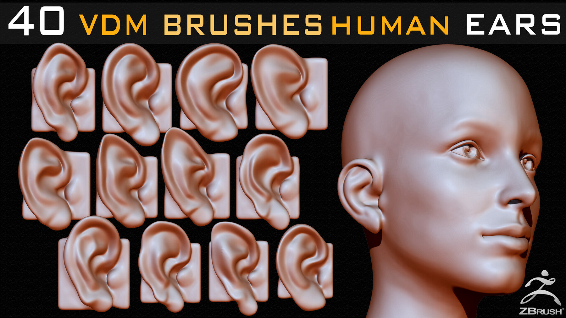 40 Zbrush VDM Human Ears Brushes + Alpha + FBX + OBJ