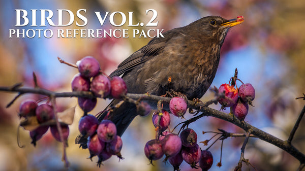 Birds Vol.2 - Photo Reference Pack For Artists 450 JPEGs