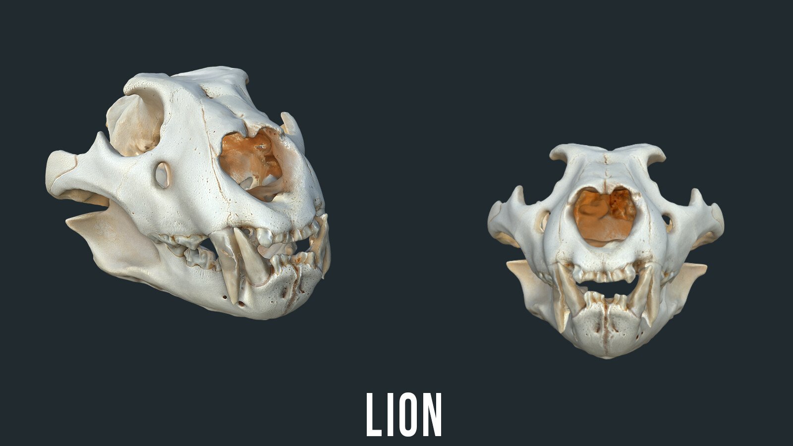 Animal Skulls 3D Models (OBJ)