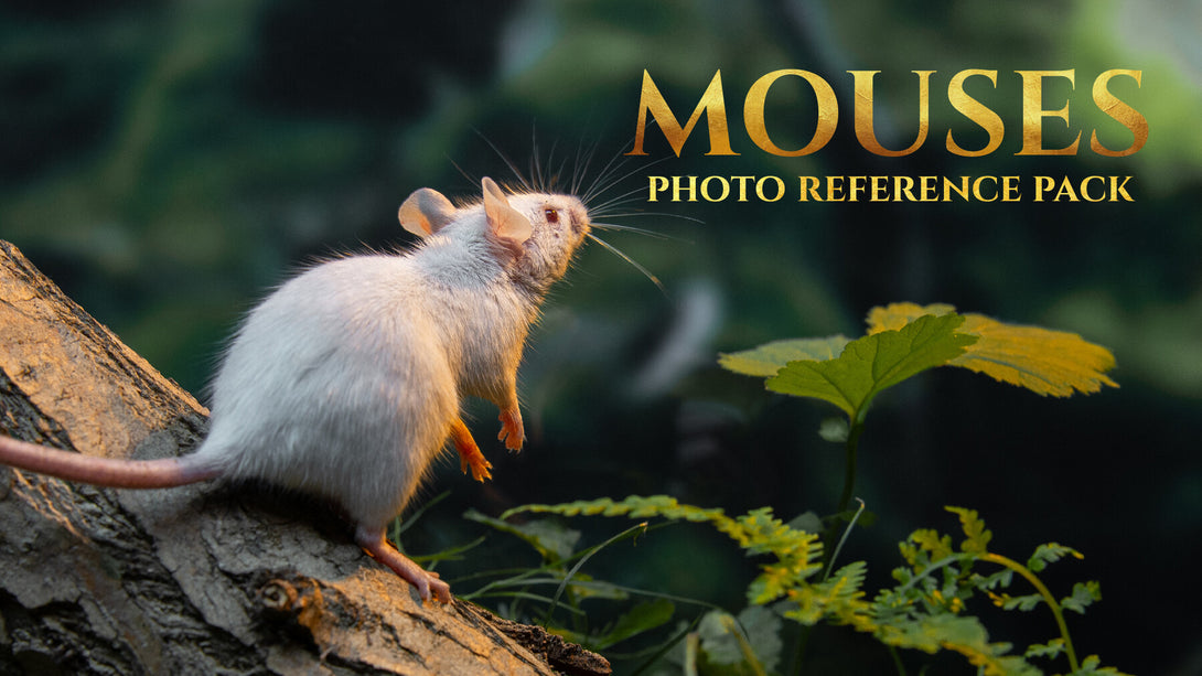 Mouse Reference Photo Mice -Photo Reference Pack For Artists 357 JPEGs – S3ART Store