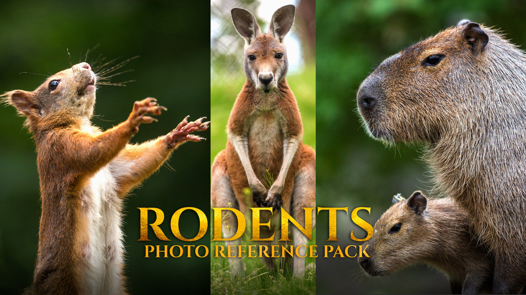 Rodents -Photo Reference Pack For Artists 178 JPEGs