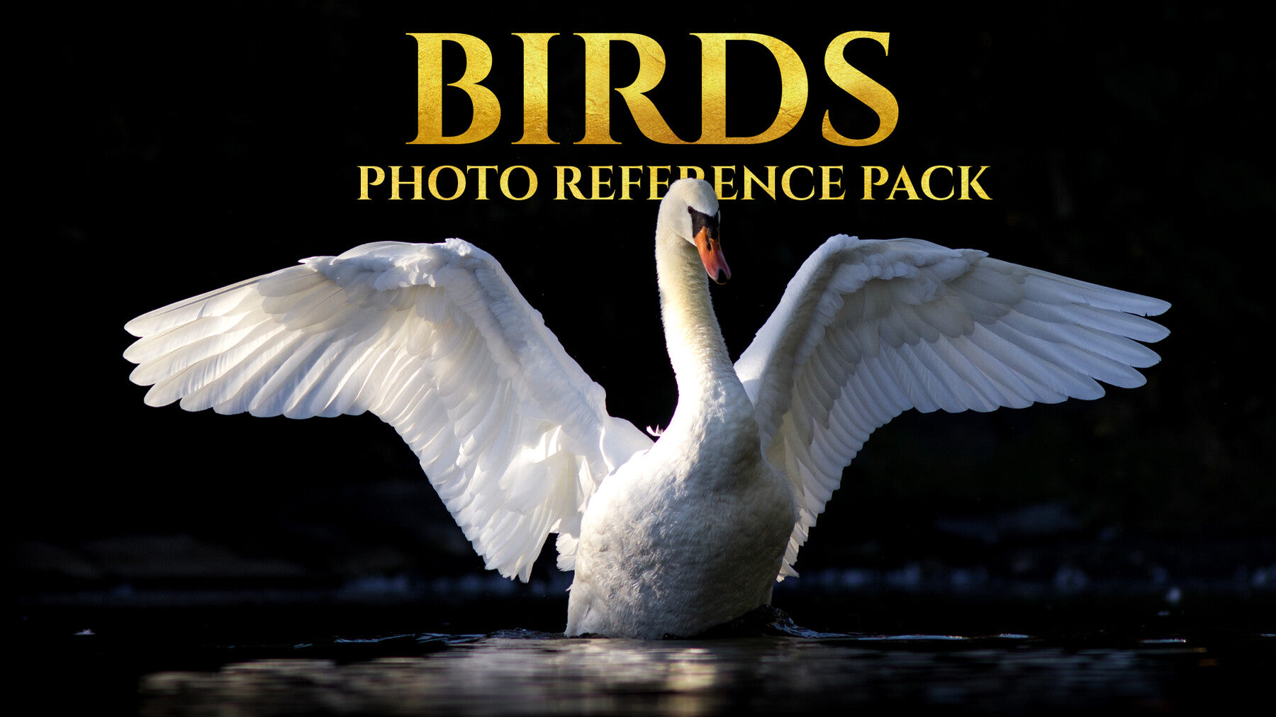 Birds Reference Pack For Artists 828 JPEGs