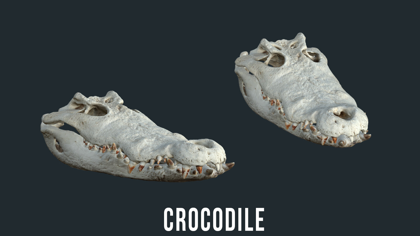 Animal Skulls 3D Models (OBJ)