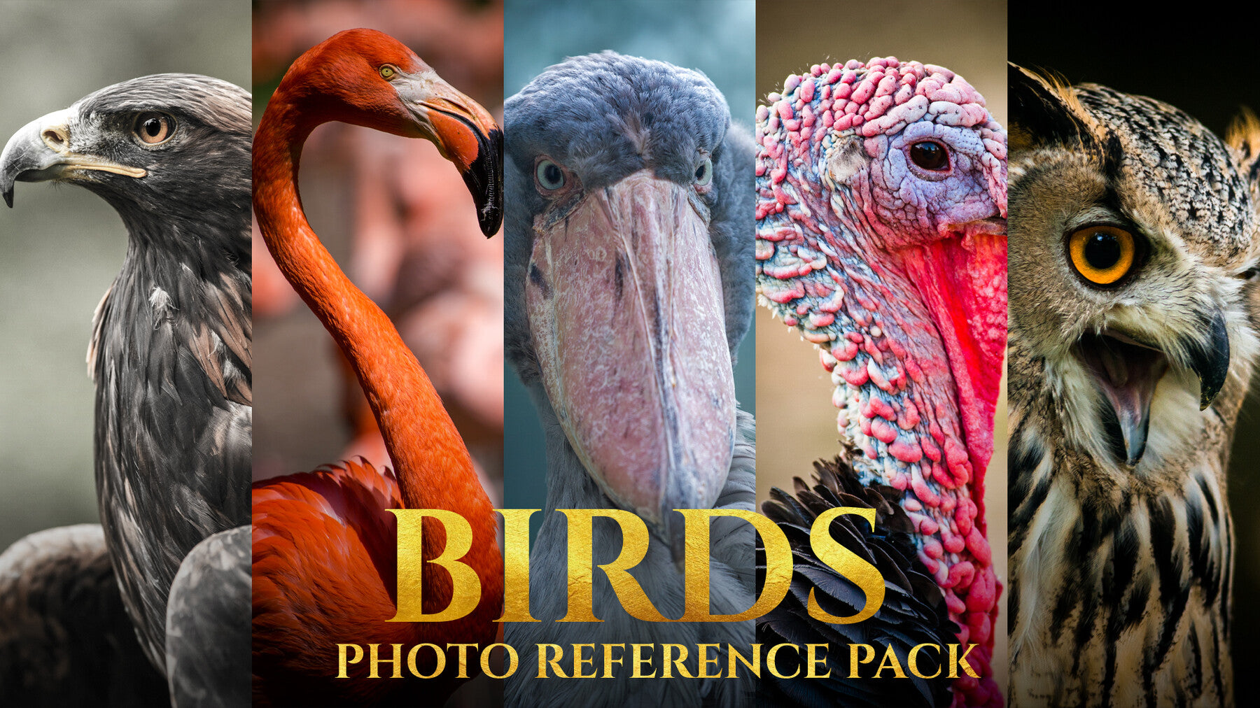 Birds Reference Pack For Artists 828 JPEGs