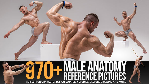 970+ Male Anatomy Reference Pictures