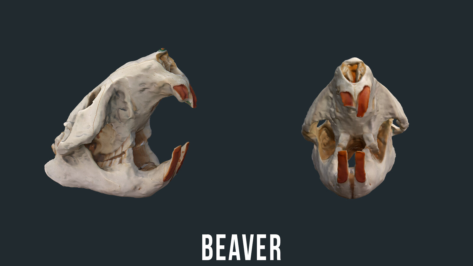 Animal Skulls 3D Models (OBJ)