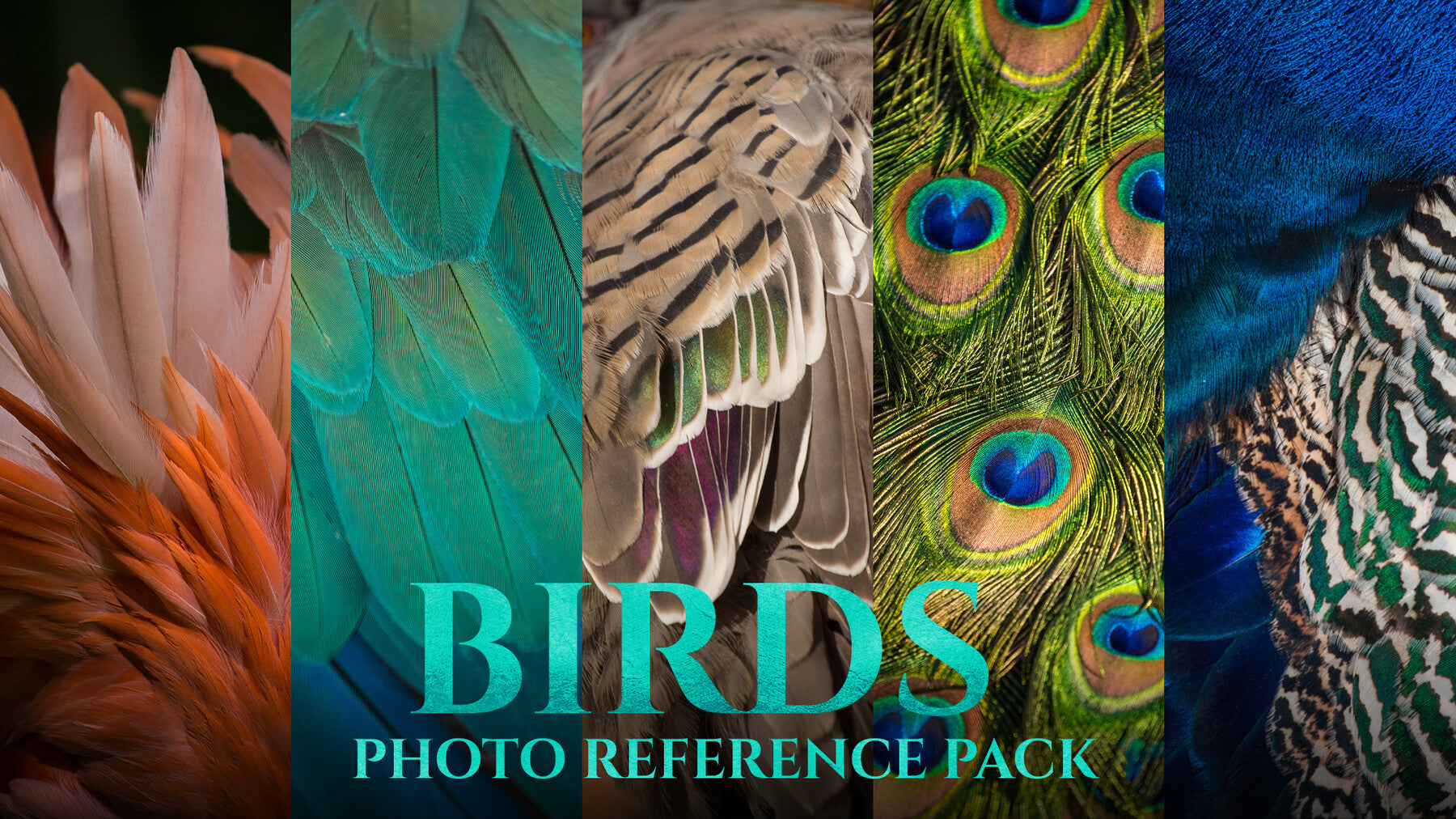 Birds Reference Pack For Artists 828 JPEGs