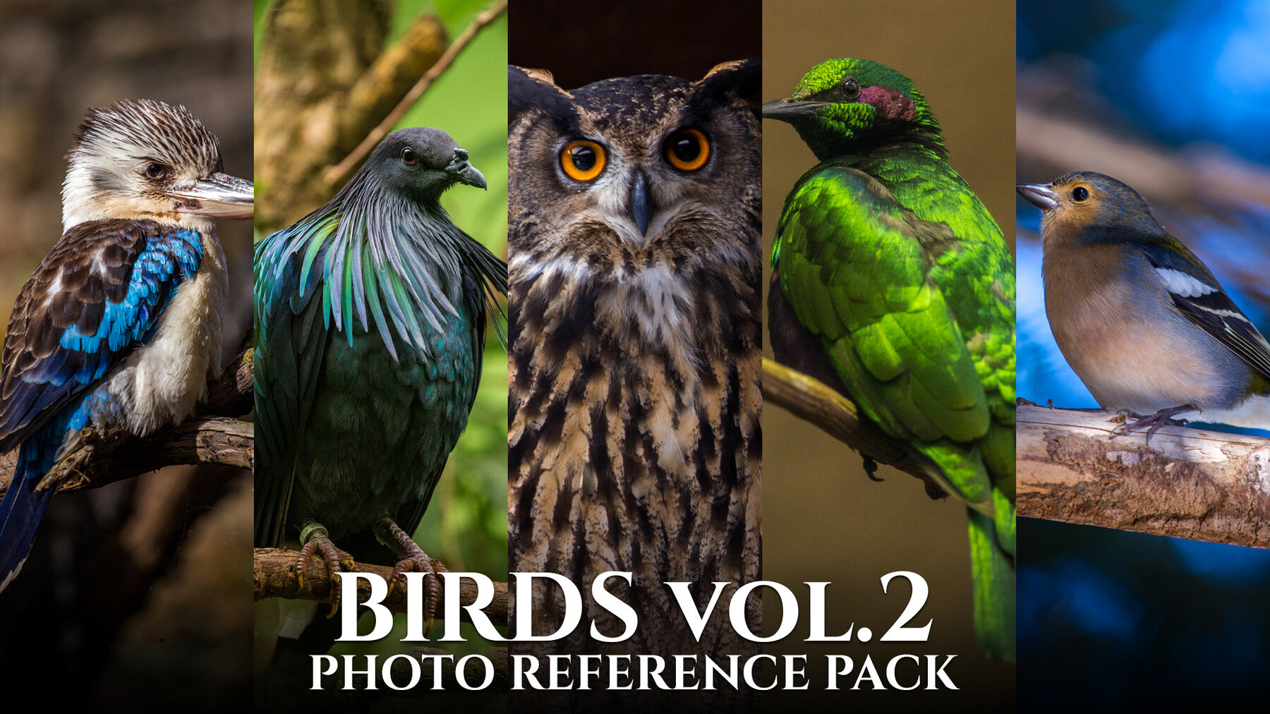 Birds Vol.2 - Photo Reference Pack For Artists 450 JPEGs