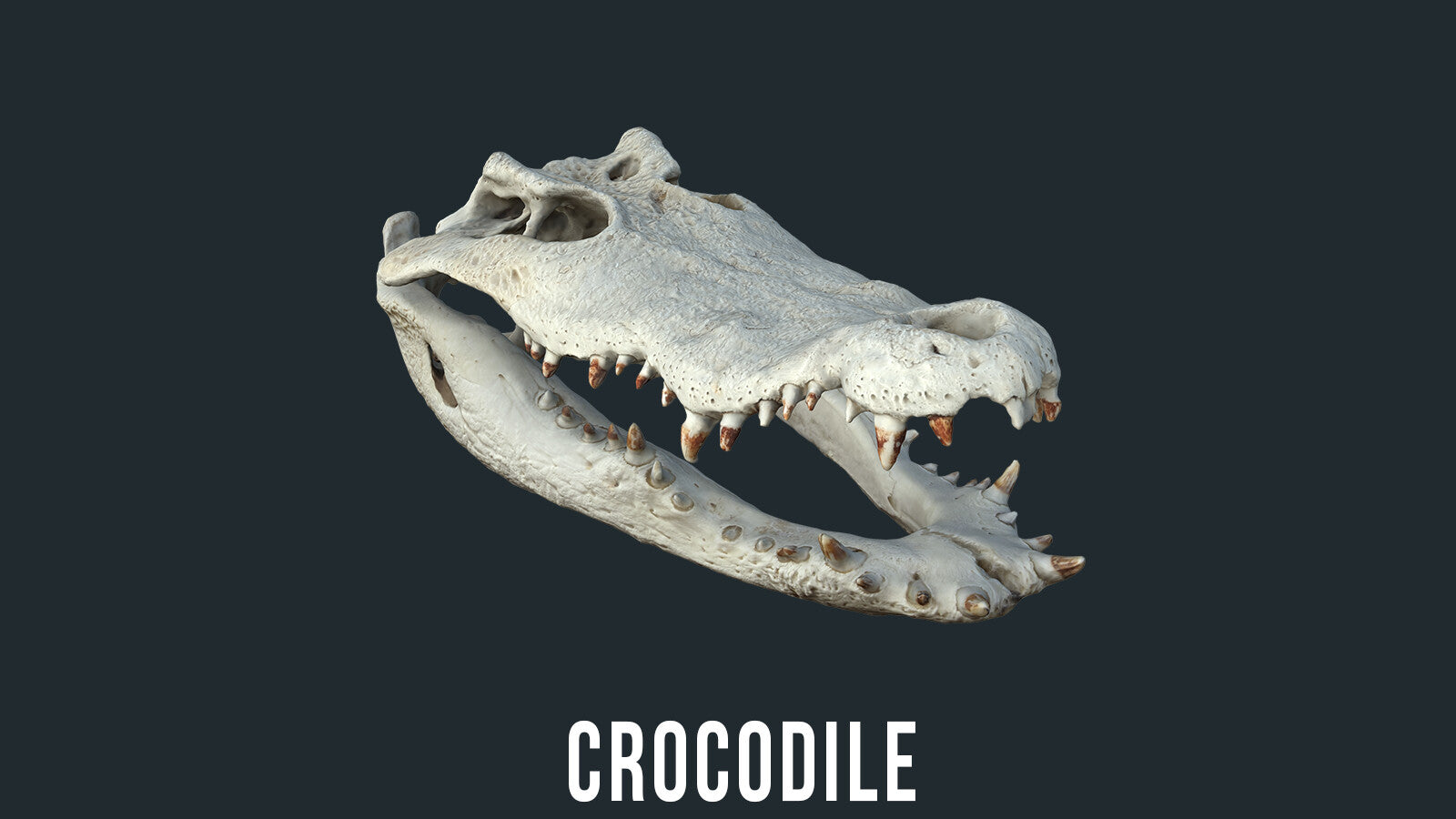 Animal Skulls 3D Models (OBJ)