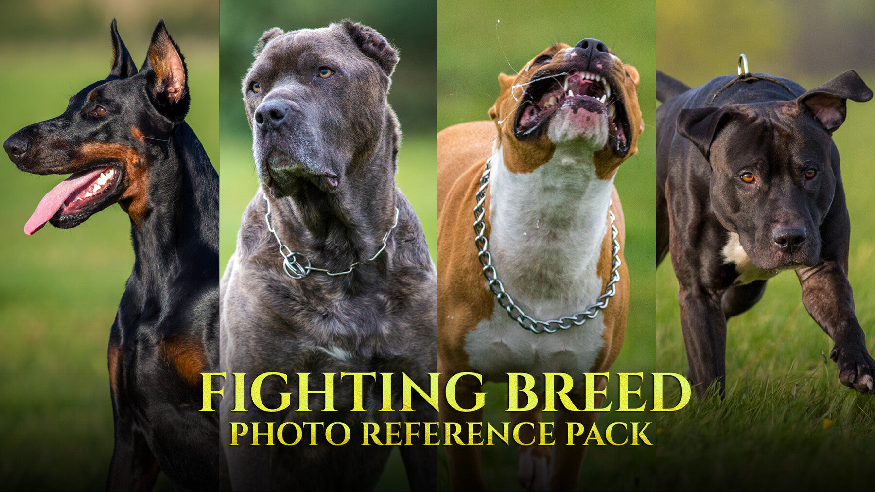 Fighting Breed- Photo Reference Pack For Artists 296 JPEGs