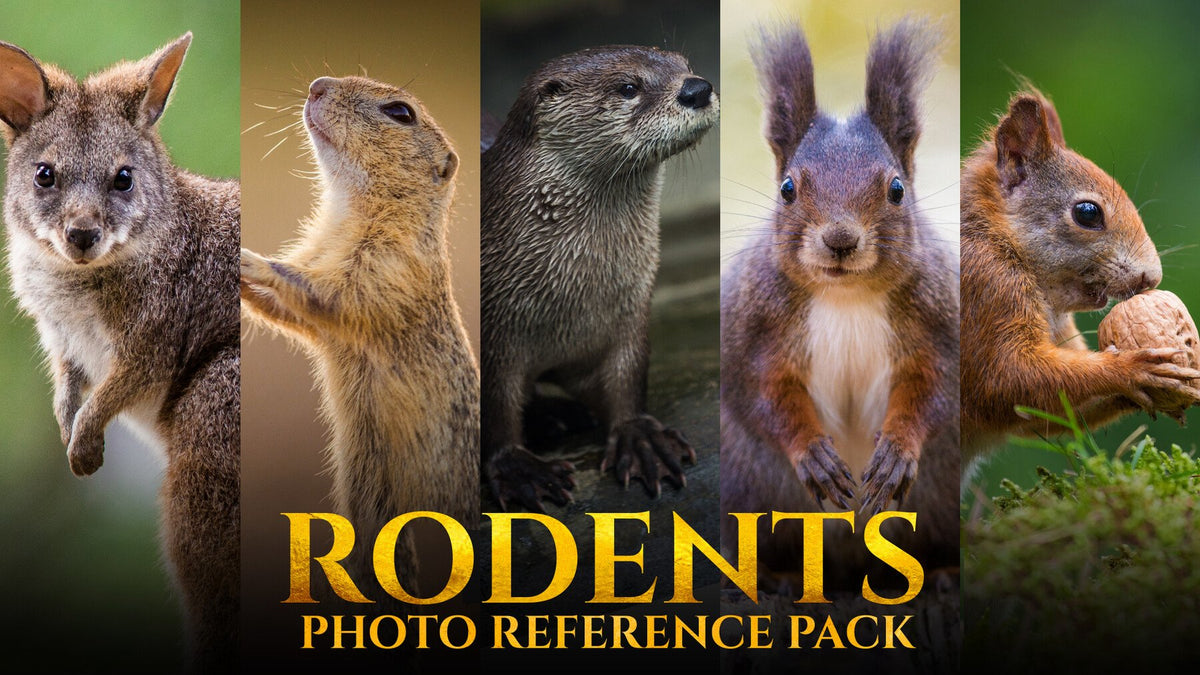 Rodents -Photo Reference Pack For Artists 178 JPEGs – S3ART Store