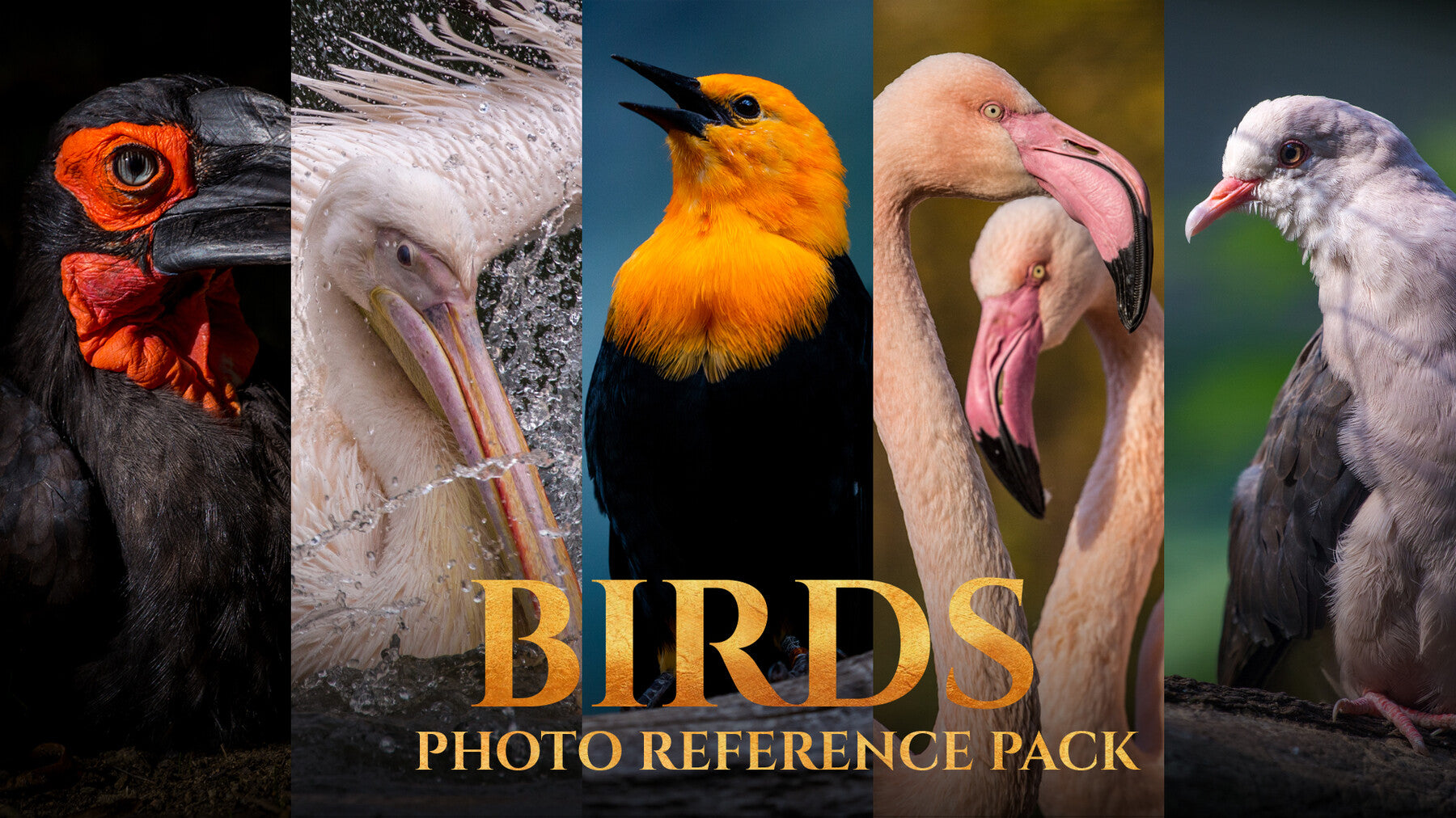 Birds Reference Pack For Artists 828 JPEGs