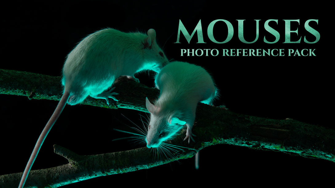 Mouse Reference Photo Mice -Photo Reference Pack For Artists 357 JPEGs – S3ART Store