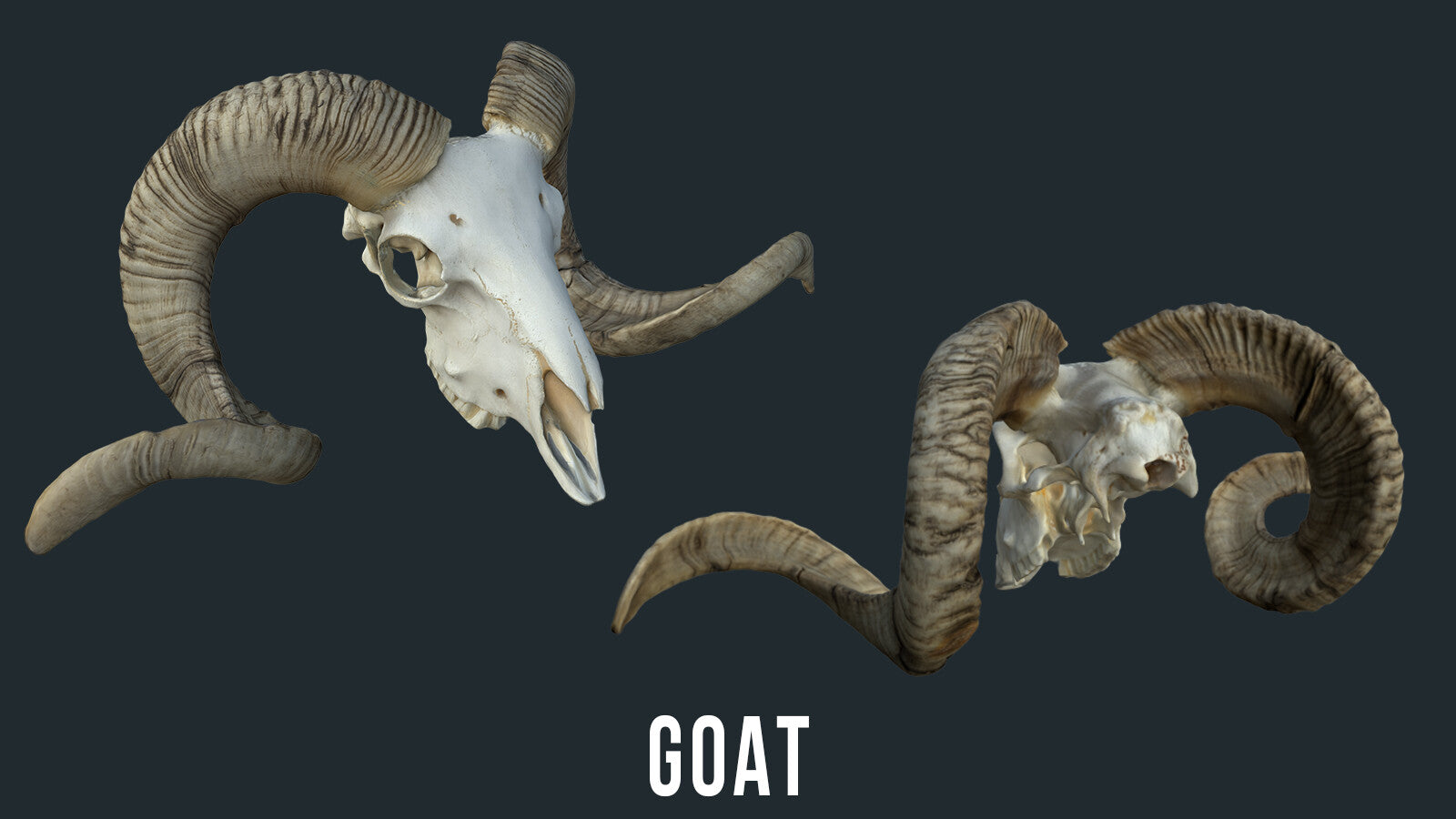 Animal Skulls 3D Models (OBJ)